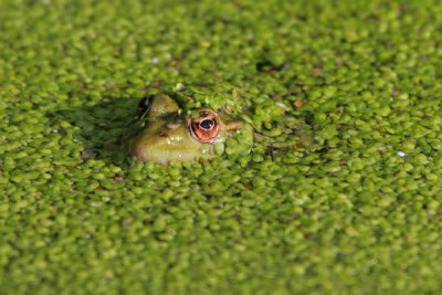 Froggies 'n Toads