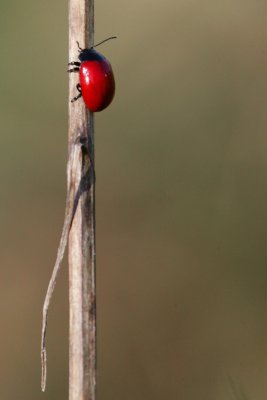 red-bug