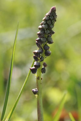 Funky flower