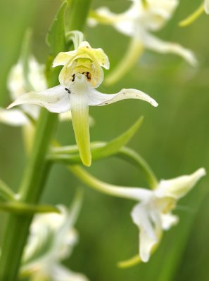 Platanthera chlorantha