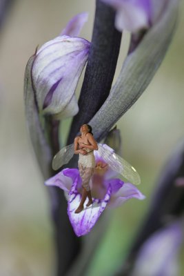 Fairy on orchid
