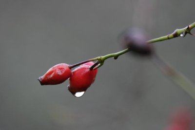 g6/52/386352/3/80211992.ydHEURDI.jpg