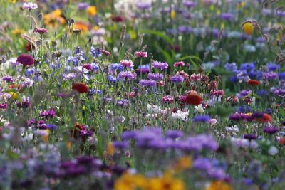 Wild-flowers