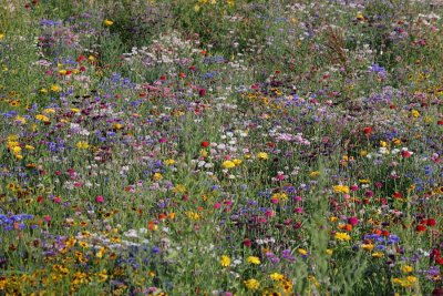 Wild-flowers