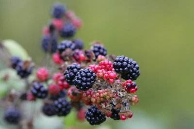 Blackberries