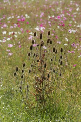 Wild-flowers