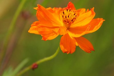 Wild-flowers