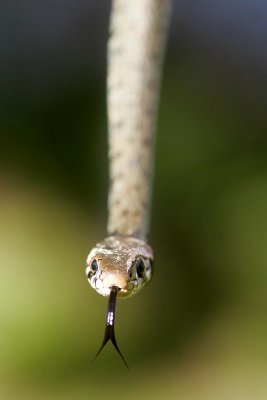 Grass-snake