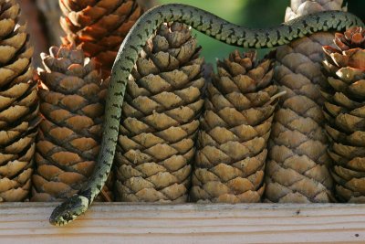 Grass-snake