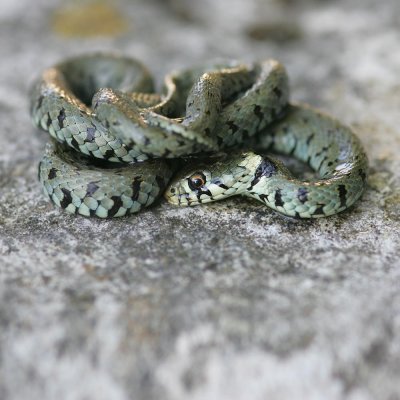 Grass-snake