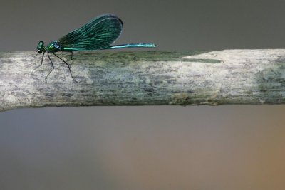 Damselfly