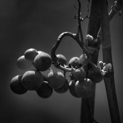 g6/52/386352/3/85973533.SHTP96o5.jpg
