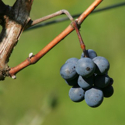 Bewildered grapes