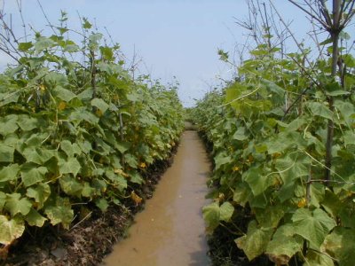 Irrigation methods