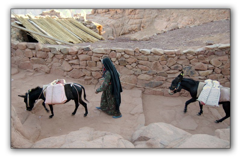 The donkeys is the only transport to the top of the mountain