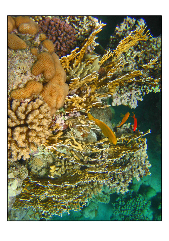 snorkeling in the Red sea aquarium