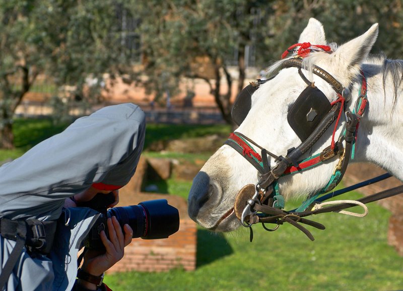 Horse in the macro photosession