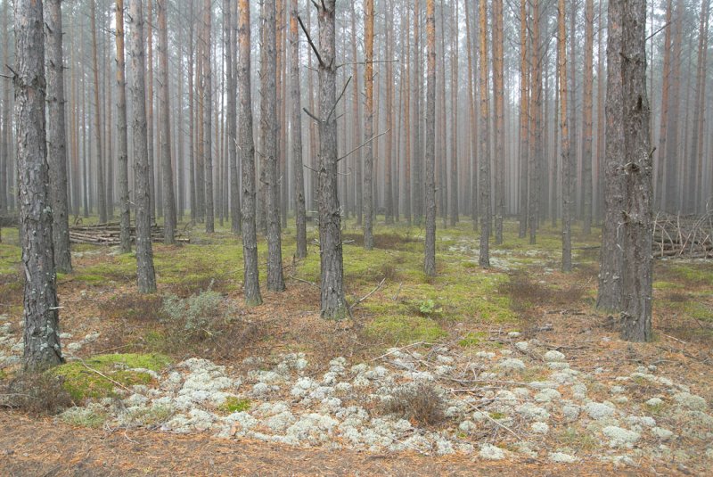 Meschera lowland, forest plantations