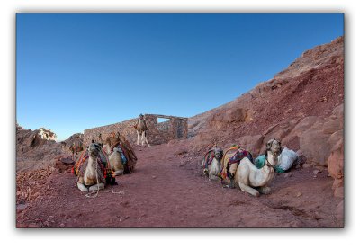 Mountain camels