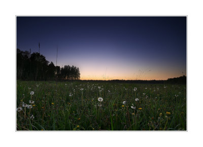 25.05.2007 - the dandelion dusk