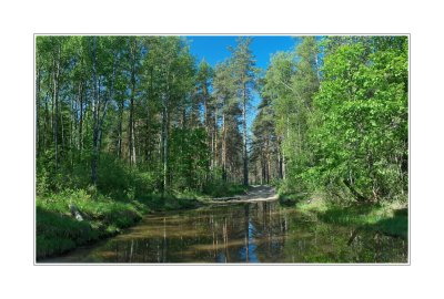 Vladimir region, Meshchera Lowlands, the wood road
