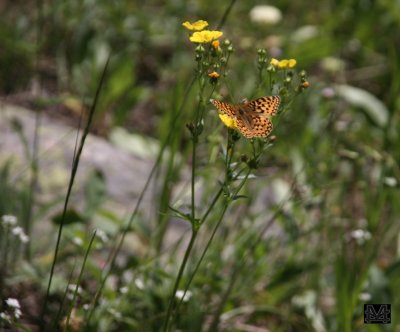 Painted Lady and Buttercup