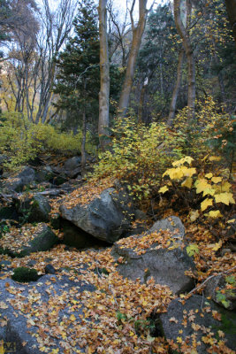 Ferguson Canyon