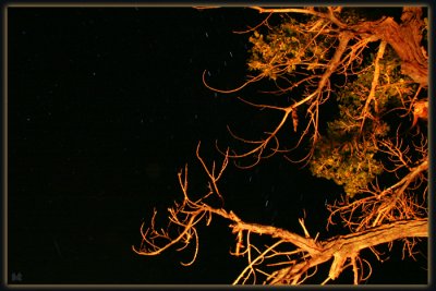 Firelit Tree and North Star