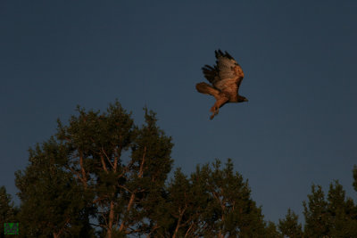 Hawk in Fading Light