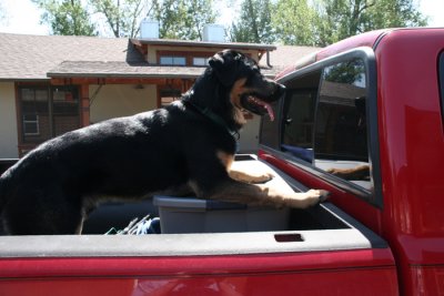 Super Dog Ready To Go