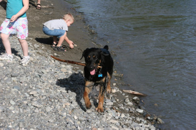 Water Dog