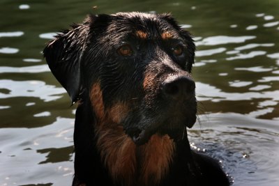 Ziek Portrait