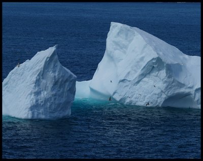 IcebergBirdsDetail43280.jpg