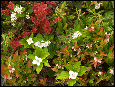 Vegetation3620.jpg