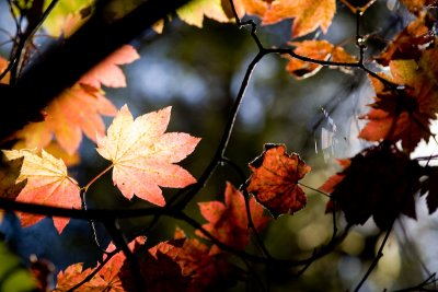 Bright Leaf