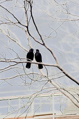 2 Crows 1
