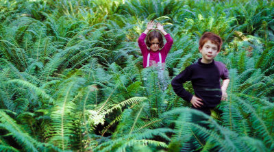 In The Ferns