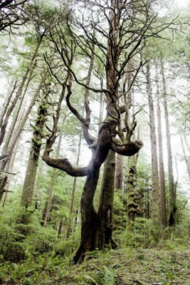 Twisted Trees