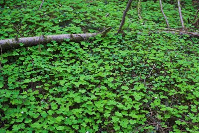 Forest Floor