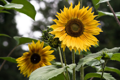 Sunflowers