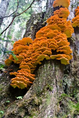 Fungus!!