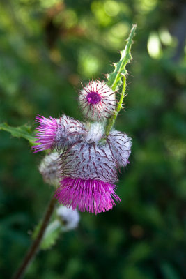 Thistle Doll