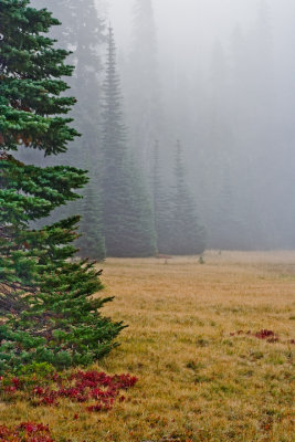 Meadow and Fog