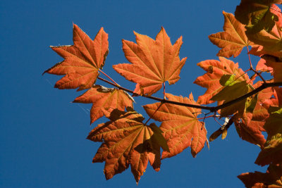 Leaves Turning in Bellingham