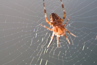 Autumn Spider