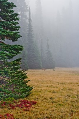 Fog In The Meadow 1