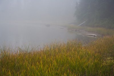Fog In The Meadow 3