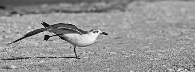 gull walk