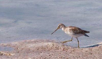 short billed dowitcher