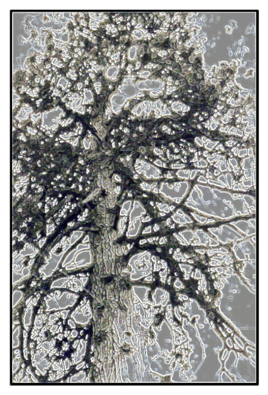 cosmic pinetree